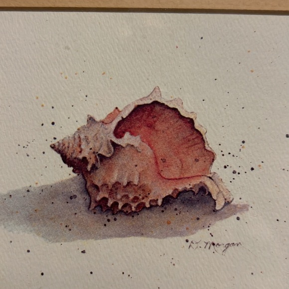 (3) D Morgan seashell framed prints - Picture 7 of 7